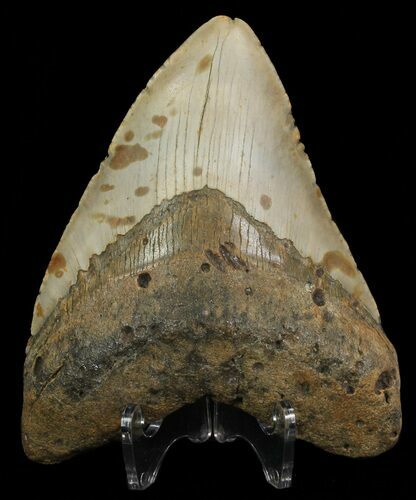 Megalodon Tooth - North Carolina #67275